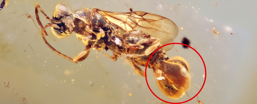 Venus Flytrap Wasp: 99-Million-Year-Old Amber Reveals Bizarre New Species - ScienceAlert