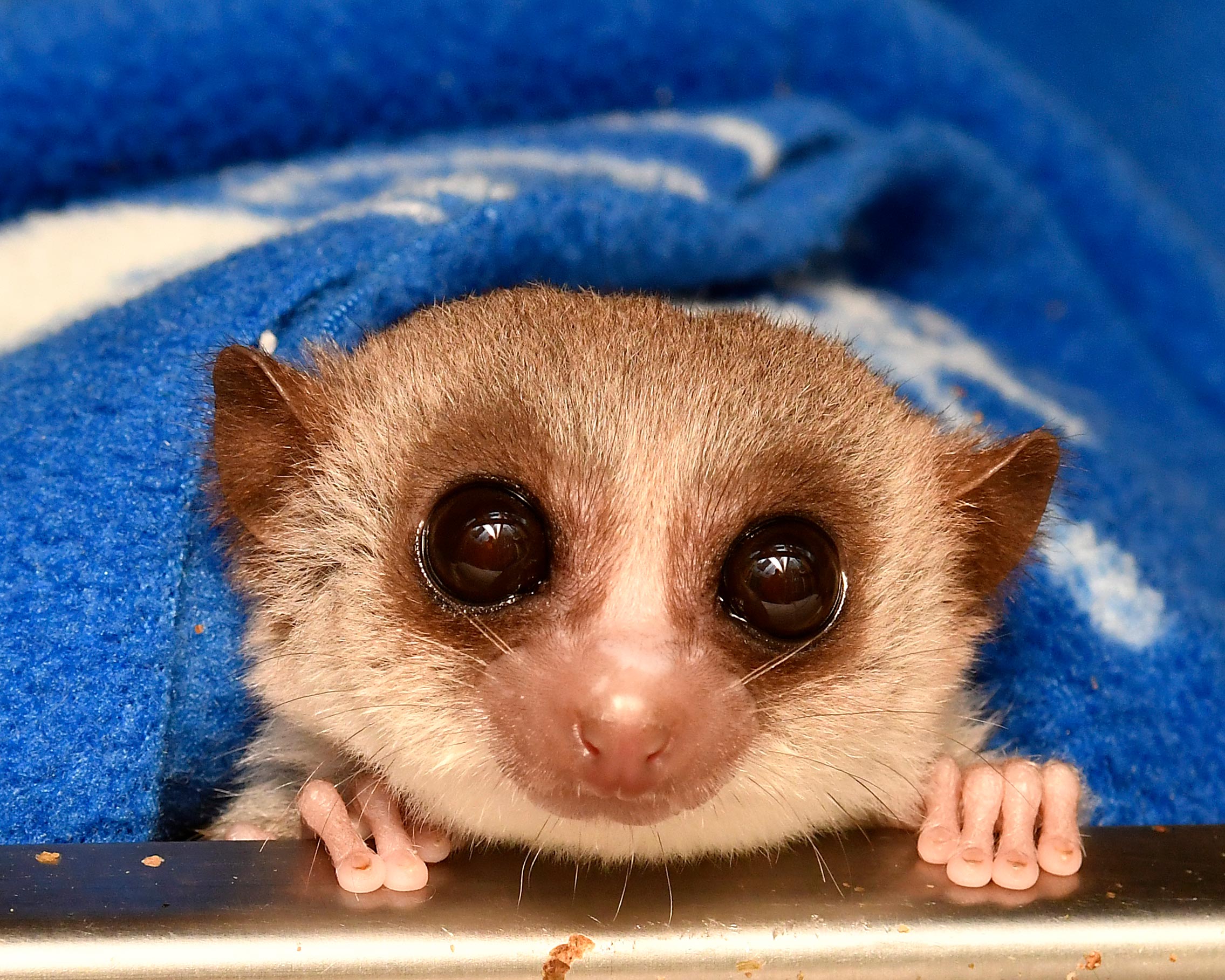 This Tiny Mammal Could Hold the Secret to Reversing Aging - SciTechDaily